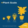 image:imageCosta Farms Begonia Live Indoor Plant Easy Care Home DecorIndoor Dcor Plant Pot
