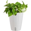 image:imageCosta Farms Begonia Live Indoor Plant Easy Care Home DecorIndoor Dcor Plant Pot