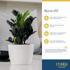 image:imageCosta Farms Begonia Live Indoor Plant Easy Care Home DecorIndoor Garden Plant Pot