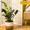 image:imageCosta Farms Begonia Live Indoor Plant Easy Care Home DecorIndoor Garden Plant Pot