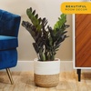 image:imageCosta Farms Begonia Live Indoor Plant Easy Care Home DecorIndoor Garden Plant Pot