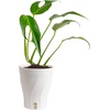 image:imageCosta Farms Begonia Live Indoor Plant Easy Care Home DecorSelfWatering Plant Pot