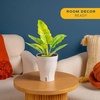 image:imageCosta Farms Begonia Live Indoor Plant Easy Care Home DecorSelfWatering Plant Pot