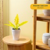 image:imageCosta Farms Begonia Live Indoor Plant Easy Care Home DecorSelfWatering Plant Pot