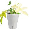 image:imageCosta Farms Begonia Live Indoor Plant Easy Care Home DecorSelfWatering Plant Pot