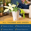 image:imageCosta Farms Begonia Live Indoor Plant Easy Care Home DecorSelfWatering Plant Pot