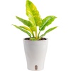 image:imageCosta Farms Begonia Live Indoor Plant Easy Care Home DecorSelfWatering Plant Pot