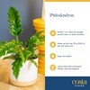 image:imageCosta Farms Begonia Live Indoor Plant Easy Care Home DecorSelfWatering Plant Pot