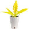 image:imageCosta Farms Begonia Live Indoor Plant Easy Care Home DecorSelfWatering Plant Pot