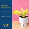 image:imageCosta Farms Begonia Live Indoor Plant Easy Care Home DecorSelfWatering Plant Pot