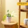 image:imageCosta Farms Begonia Live Indoor Plant Easy Care Home DecorSelfWatering Plant Pot