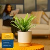 image:imageCosta Farms Boston Fern Live Indoor Plant Easy Care Home DecorBirds Nest Fern  Medium 12 Feet Tall  in Decorative Plant Pot