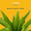 image:imageCosta Farms Boston Fern Live Indoor Plant Easy Care Home DecorBirds Nest Fern  Medium 12 Feet Tall  in Decorative Planter Pot