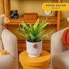 image:imageCosta Farms Boston Fern Live Indoor Plant Easy Care Home DecorBirds Nest Fern  Medium 12 Feet Tall  in Decorative Planter Pot