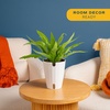 image:imageCosta Farms Boston Fern Live Indoor Plant Easy Care Home DecorBirds Nest Fern  Medium 12 Feet Tall  in Grow Pot