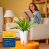 image:imageCosta Farms Boston Fern Live Indoor Plant Easy Care Home DecorBirds Nest Fern  Medium 12 Feet Tall  in Grow Pot