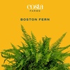 image:imageCosta Farms Boston Fern Live Indoor Plant Easy Care Home DecorBoston Fern  Extra Large 34 Feet Tall  Wide  in Hanging Basket