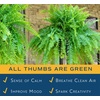 image:imageCosta Farms Boston Fern Live Indoor Plant Easy Care Home DecorBoston Fern  Extra Large 34 Feet Tall  Wide  in Hanging Basket