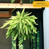 image:imageCosta Farms Boston Fern Live Indoor Plant Easy Care Home DecorBoston Fern  Extra Large 34 Feet Tall  Wide  in Hanging Basket