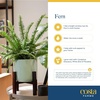 image:imageCosta Farms Boston Fern Live Indoor Plant Easy Care Home DecorBoston Fern  Large 12 Feet Tall  Wide  in Hanging Basket 2Pack