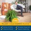 image:imageCosta Farms Boston Fern Live Indoor Plant Easy Care Home DecorBoston Fern  Large 12 Feet Tall  Wide  in Hanging Basket 2Pack