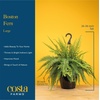 image:imageCosta Farms Boston Fern Live Indoor Plant Easy Care Home DecorBoston Fern  Large 12 Feet Tall  Wide  in Hanging Basket