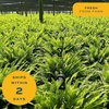 image:imageCosta Farms Boston Fern Live Indoor Plant Easy Care Home DecorBoston Fern  Large 12 Feet Tall  Wide  in Hanging Basket
