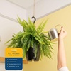 image:imageCosta Farms Boston Fern Live Indoor Plant Easy Care Home DecorBoston Fern  Large 12 Feet Tall  Wide  in Hanging Basket