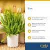 image:imageCosta Farms Boston Fern Live Indoor Plant Easy Care Home DecorKimberly Queen Fern  Medium 12 Feet Tall  in Decorative Plant Pot