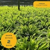 image:imageCosta Farms Boston Fern Live Indoor Plant Easy Care Home DecorKimberly Queen Fern  Medium 12 Feet Tall  in Decorative Plant Pot