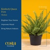 image:imageCosta Farms Boston Fern Live Indoor Plant Easy Care Home DecorKimberly Queen Fern  Medium 12 Feet Tall  in Decorative Plant Pot
