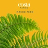 image:imageCosta Farms Boston Fern Live Indoor Plant Easy Care Home DecorMacho Fern  Extra Large 34 Feet Tall  in Grow Pot