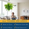 image:imageCosta Farms Boston Fern Live Indoor Plant Easy Care Home DecorMacho Fern  Extra Large 34 Feet Tall  in Grow Pot