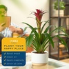 image:imageCosta Farms Bromeliad Live Indoor Plant Easy Care Home DecorBromeliad  Medium 20 Inches Tall  Decorative Planter