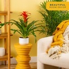 image:imageCosta Farms Bromeliad Live Indoor Plant Easy Care Home DecorBromeliad  Medium 20 Inches Tall  Decorative Planter