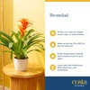 image:imageCosta Farms Bromeliad Live Indoor Plant Easy Care Home DecorBromeliad  Medium 20 Inches Tall  Decorative Planter