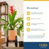 image:imageCosta Farms Bromeliad Live Indoor Plant Easy Care Home DecorBromeliad  Medium 20 Inches Tall  Grow Pot