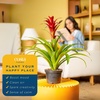 image:imageCosta Farms Bromeliad Live Indoor Plant Easy Care Home DecorBromeliad  Medium 20 Inches Tall  Grow Pot