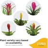 image:imageCosta Farms Bromeliad Live Indoor Plant Easy Care Home DecorBromeliad  Small 12 Inches Tall  Grow Pot