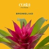 image:imageCosta Farms Bromeliad Live Indoor Plant Easy Care Home DecorBromeliad  Small 12 Inches Tall  Grow Pot