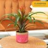 image:imageCosta Farms Bromeliad Live Indoor Plant Easy Care Home DecorBromeliad  Small 12 Inches Tall  Grow Pot