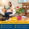 image:imageCosta Farms Bromeliad Live Indoor Plant Easy Care Home DecorBromeliad  Small 12 Inches Tall  Grow Pot
