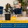 image:imageCosta Farms Cactus Live Indoor Plant Easy Care Home DecorEuphorbia Red Cactus  Large 23 Feet Tall  in Decorative Plant Pot