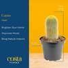 image:imageCosta Farms Cactus Live Indoor Plant Easy Care Home DecorLive Cactus Assortment  Small 48 Inches Tall  in Grow Pot  3Pack
