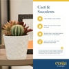 image:imageCosta Farms Cactus Live Indoor Plant Easy Care Home DecorLive Cactus Assortment  Small 48 Inches Tall  in Grow Pot  3Pack