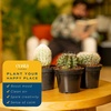 image:imageCosta Farms Cactus Live Indoor Plant Easy Care Home DecorLive Cactus Assortment  Small 48 Inches Tall  in Grow Pot  3Pack