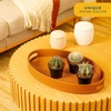 image:imageCosta Farms Cactus Live Indoor Plant Easy Care Home DecorLive Cactus Assortment  Small 48 Inches Tall  in Grow Pot  3Pack