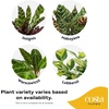 image:imageCosta Farms Calathea Live Indoor Plant Easy Care Home DecorCalathea  Growers Choice Variety  Large 23 Feet Tall  in Dcor Pot  2Pack