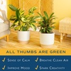 image:imageCosta Farms Calathea Live Indoor Plant Easy Care Home DecorCalathea  Growers Choice Variety  Large 23 Feet Tall  in Dcor Pot  2Pack