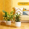 image:imageCosta Farms Calathea Live Indoor Plant Easy Care Home DecorCalathea  Growers Choice Variety  Large 23 Feet Tall  in Dcor Pot  2Pack